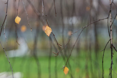 Close-up of dry leaves on branch