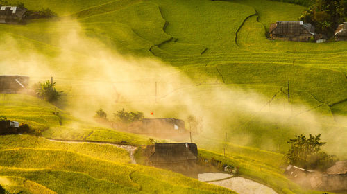 Scenic view of agricultural field