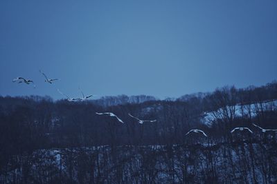 View of birds flying against clear sky