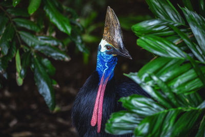 Close-up of a bird