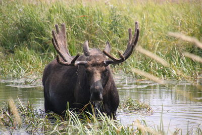 Moose standing in lake