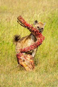 Spotted hyena crosses grass with bloody carcase