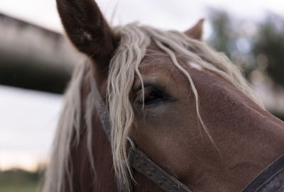 Close-up portrait of horse against sky
