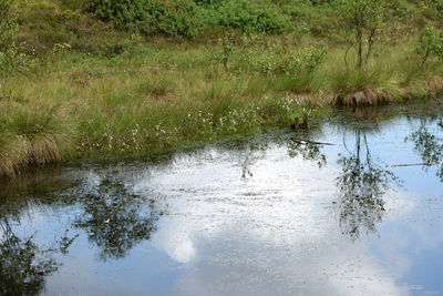 Reflection of trees in lake