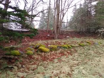 Plants and trees in park