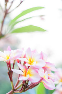 Close-up of pink flowering plants