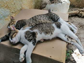 High angle view of cat sleeping