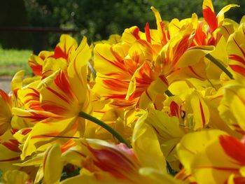 Close-up of yellow tulips blooming in park