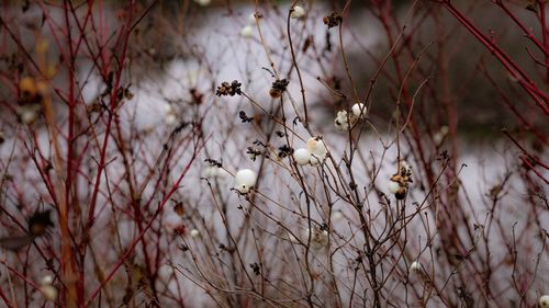 Close-up of white flowering plant