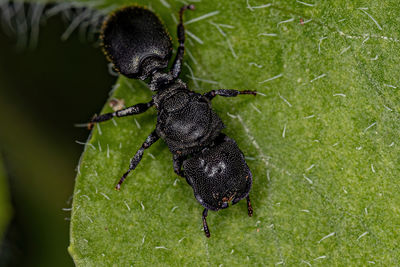 Close-up of insect on grass