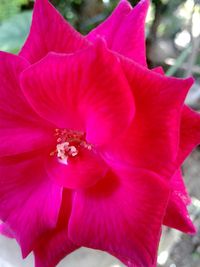 Close-up of pink flower