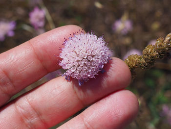 Close-up of hand holding purple flower