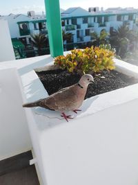 Close-up of bird perching on retaining wall