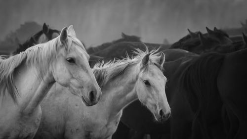 Horses in the field