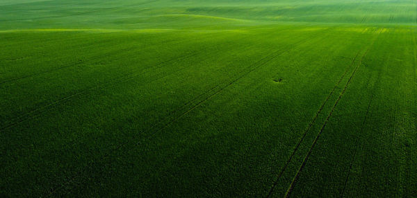 High angle view of grassy field