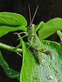 Close-up of insect on leaf