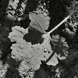 Close-up of leaves