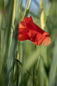 Close-up of red flowering plant