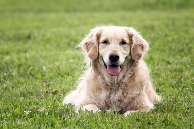 Portrait of golden retriever on grass