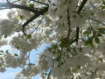 Low angle view of tree against sky