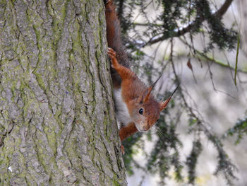 Close-up of squirrel on tree trunk