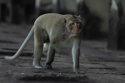 Long-tailed macaque walks on wall of temple