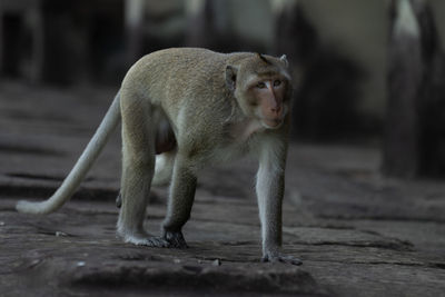 Lion looking away