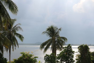 Palm trees on beach against sky