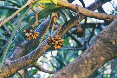 Low angle view of plant