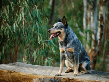 View of a dog looking away