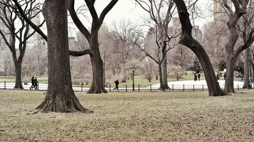 Bare trees on field in park
