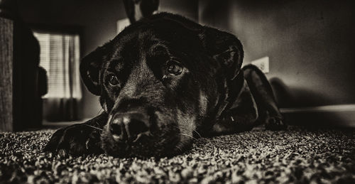 Close-up of sad dog lying on rug at home