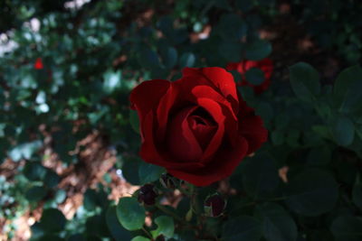 Close-up of red rose blooming outdoors