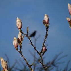Close-up of fresh plant against clear sky