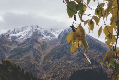 Close-up of snow covered tree against mountains