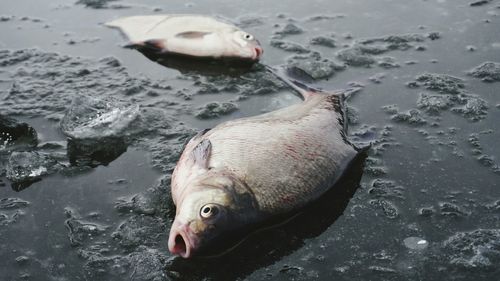 Dead fish on frozen lake during winter