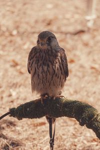 Close-up of a bird