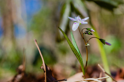 Close-up of flower blooming outdoors