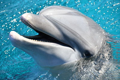 Close up of dolphin face in blue water