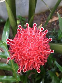 Close-up of red flower blooming outdoors