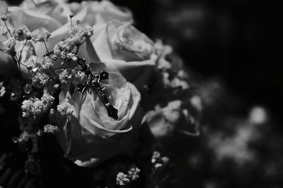Close-up of flower bouquet