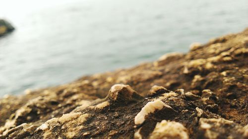 Surface level of rocks on beach