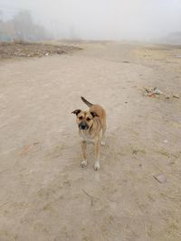 Dog on dirt road