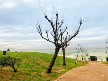 Bare tree on field against sky