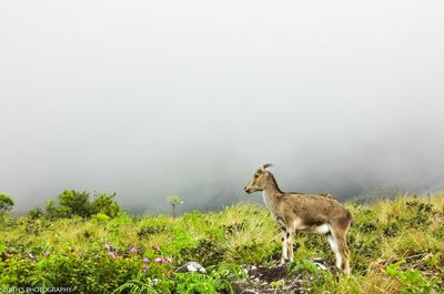 Side view of mountain goat on hill during foggy weather