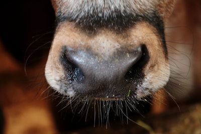 Close-up of dog