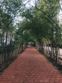 Walkway amidst trees against sky