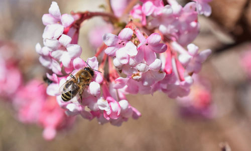 Close-up of bee on cherry blossom