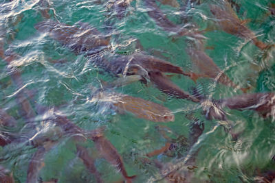 High angle view of fish swimming in sea