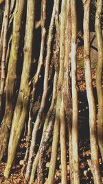 Full frame shot of tree trunk in forest